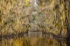 Bald cypress trees draped in Spanish moss in autumn lining Government Ditch Caddo Lake Art Print